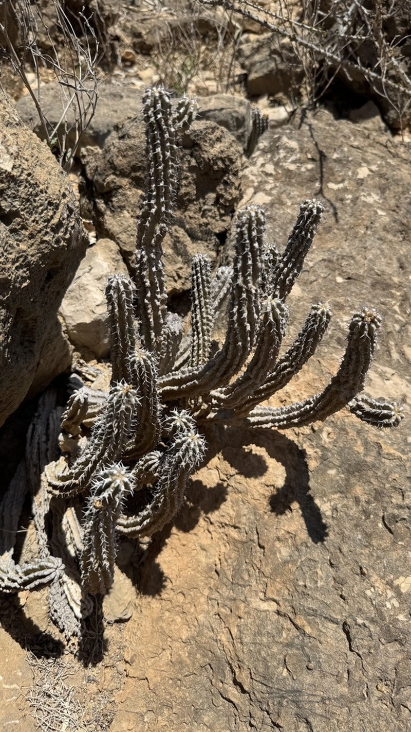 Euphorbia spiralis photo 6
