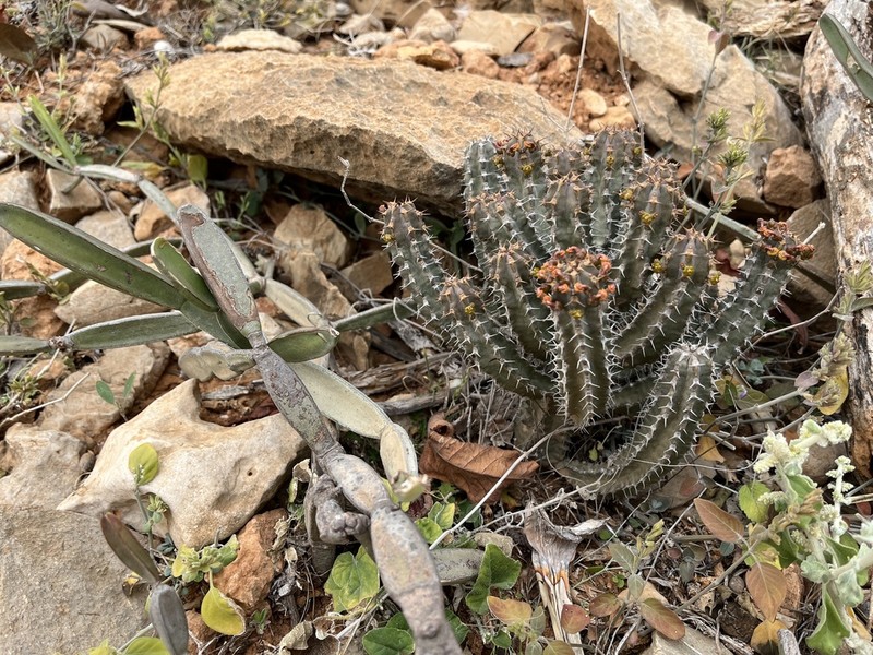 Euphorbia spiralis photo 7