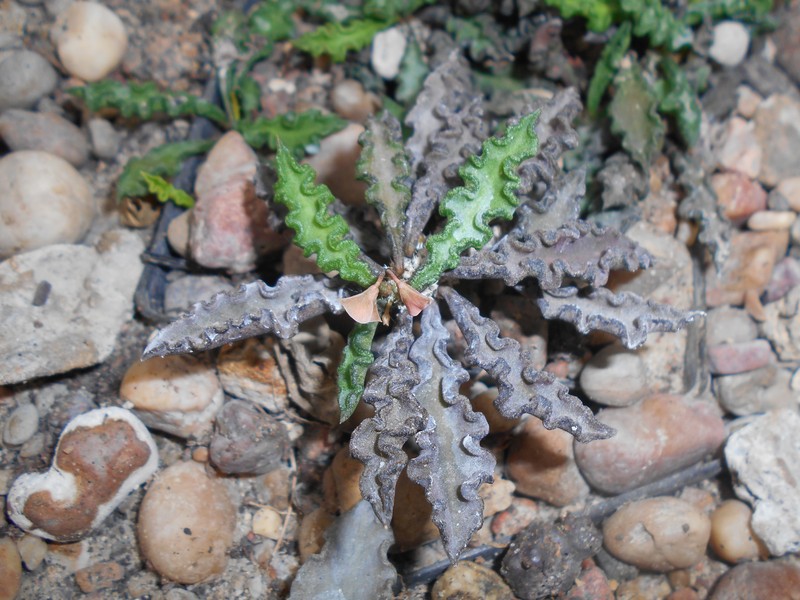 Euphorbia spirosticha