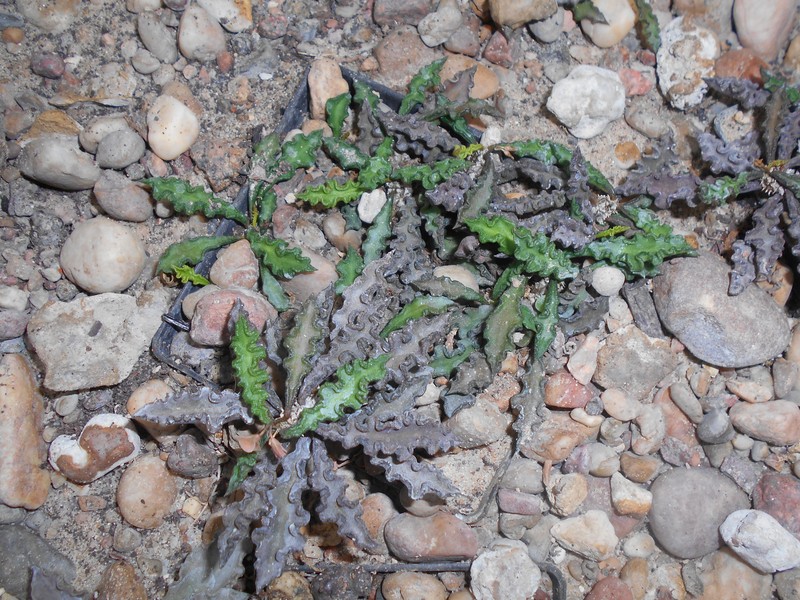 Euphorbia spirosticha photo 2