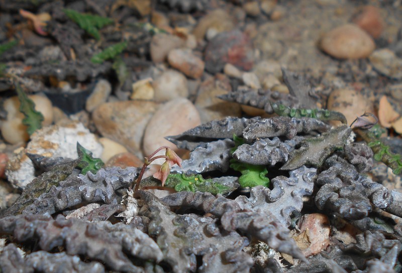 Euphorbia spirosticha photo 3