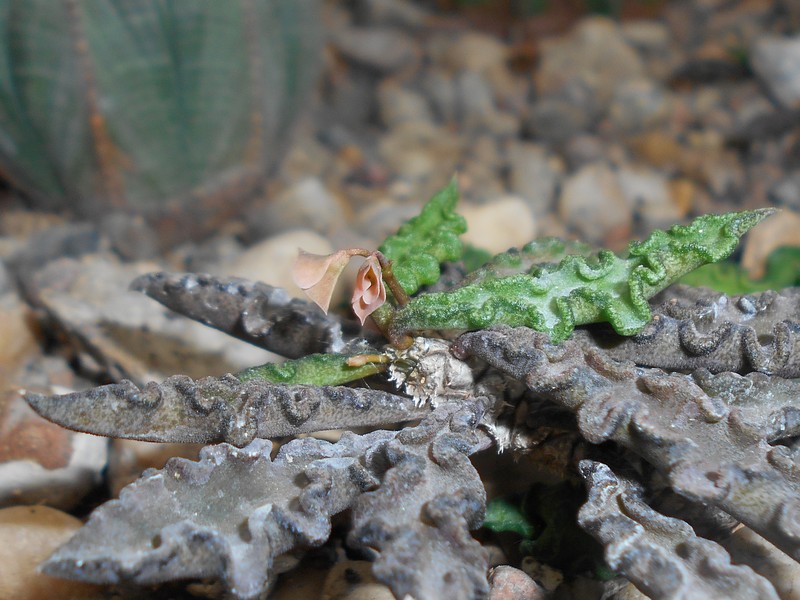 Euphorbia spirosticha photo 4