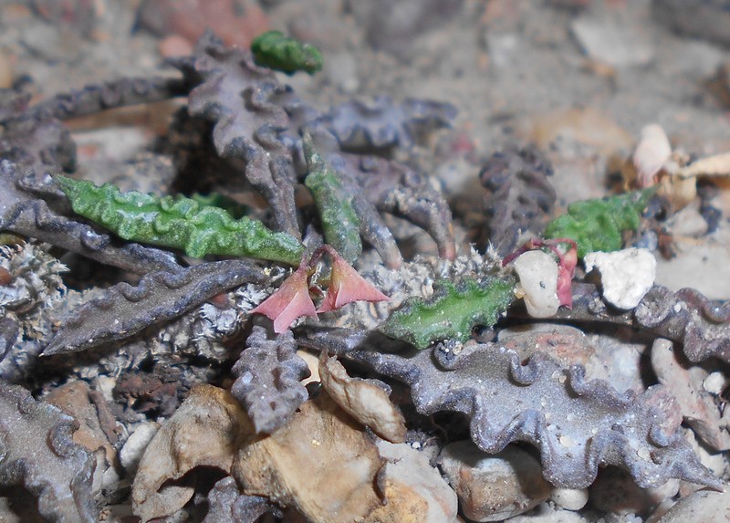 Euphorbia spirosticha photo 5