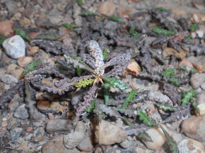 Euphorbia spirosticha photo 6
