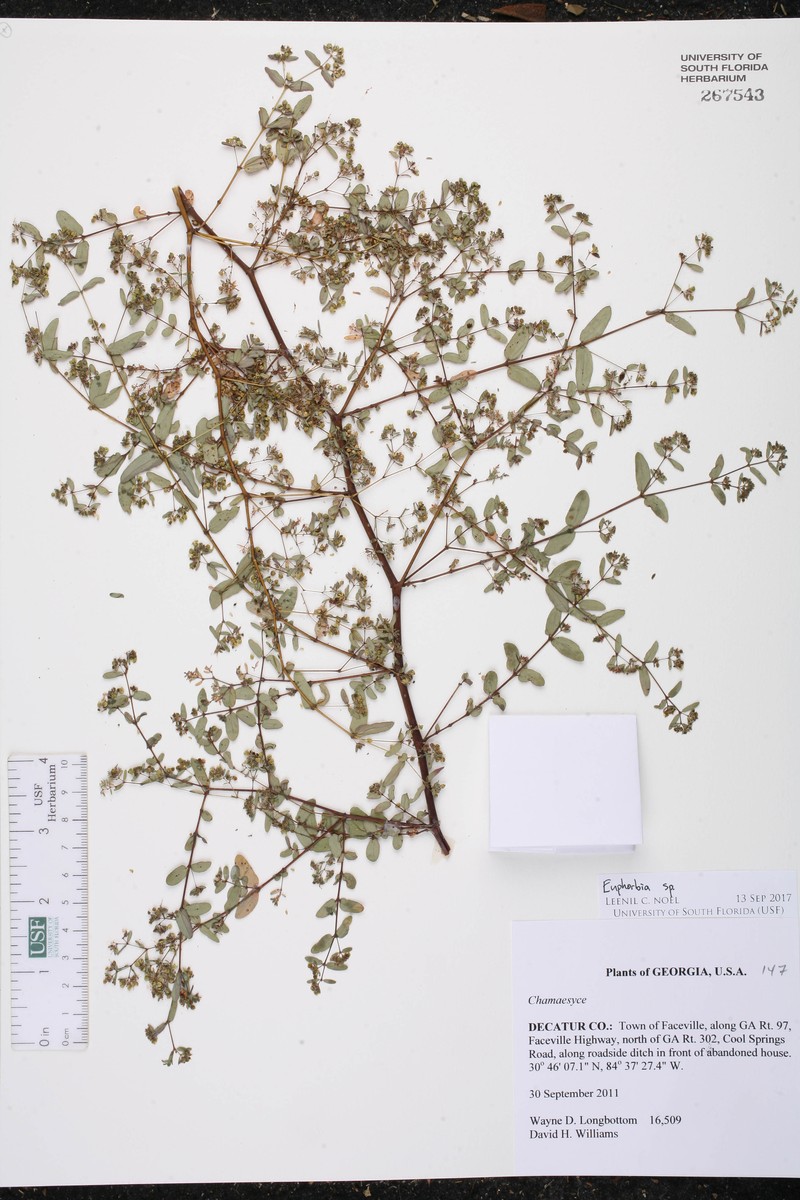 Euphorbia spissa