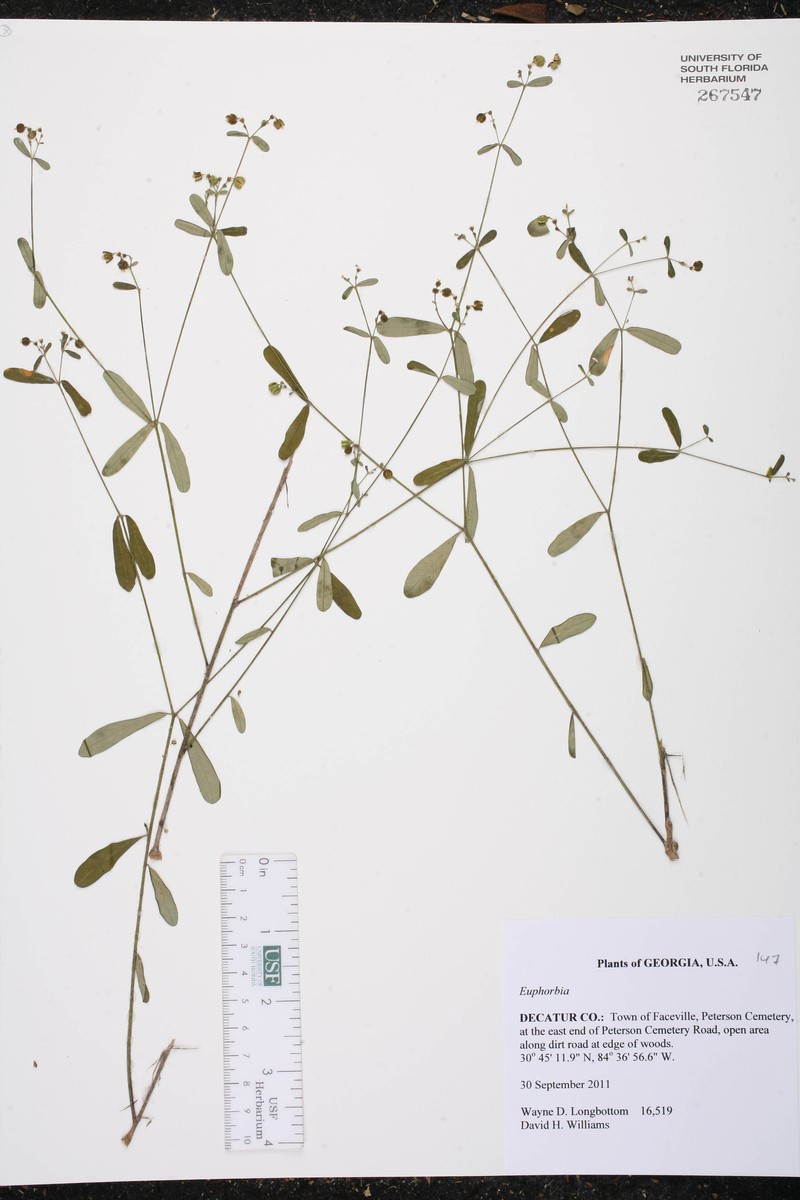 Euphorbia spissa photo 2