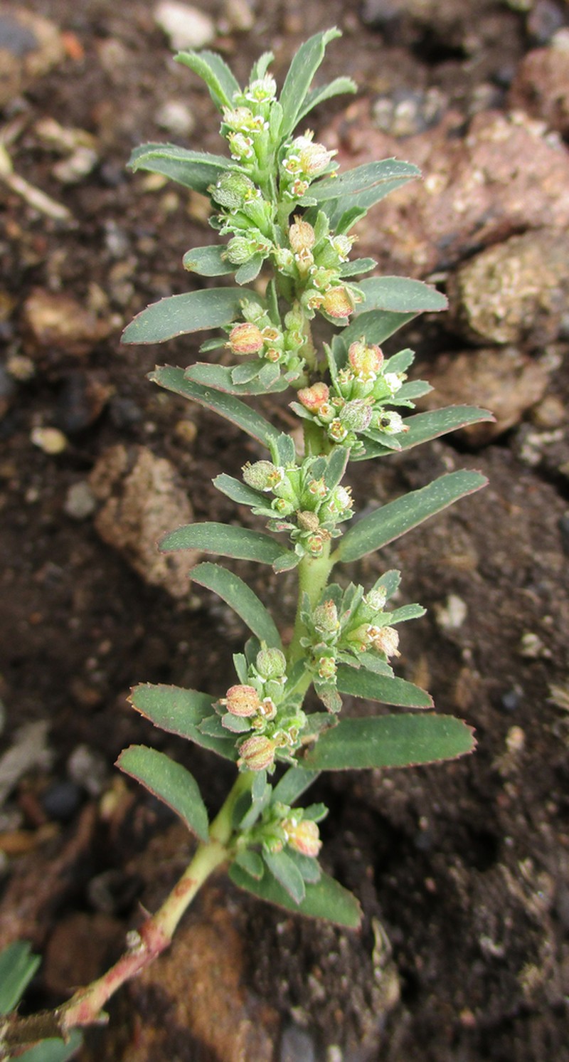 Euphorbia spissiflora