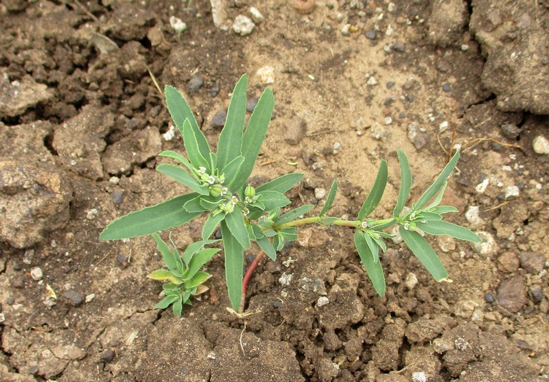 Euphorbia spissiflora photo 2