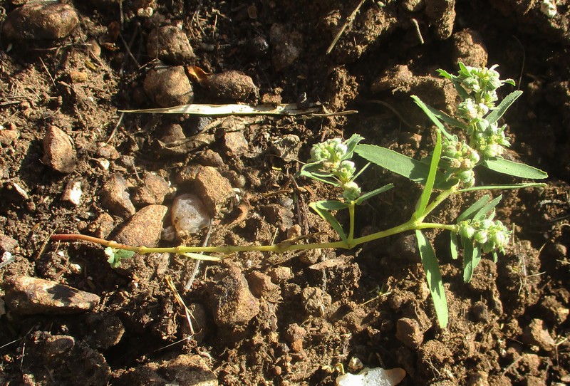 Euphorbia spissiflora photo 3