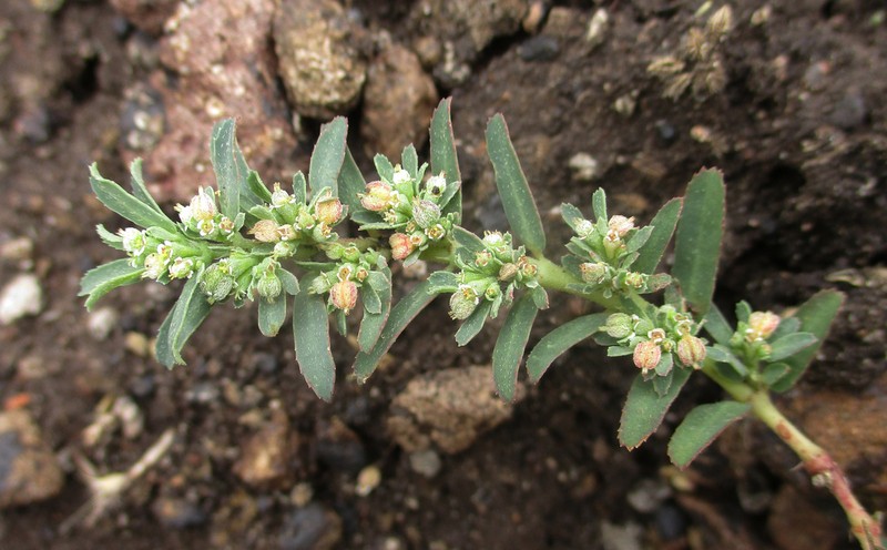 Euphorbia spissiflora photo 4