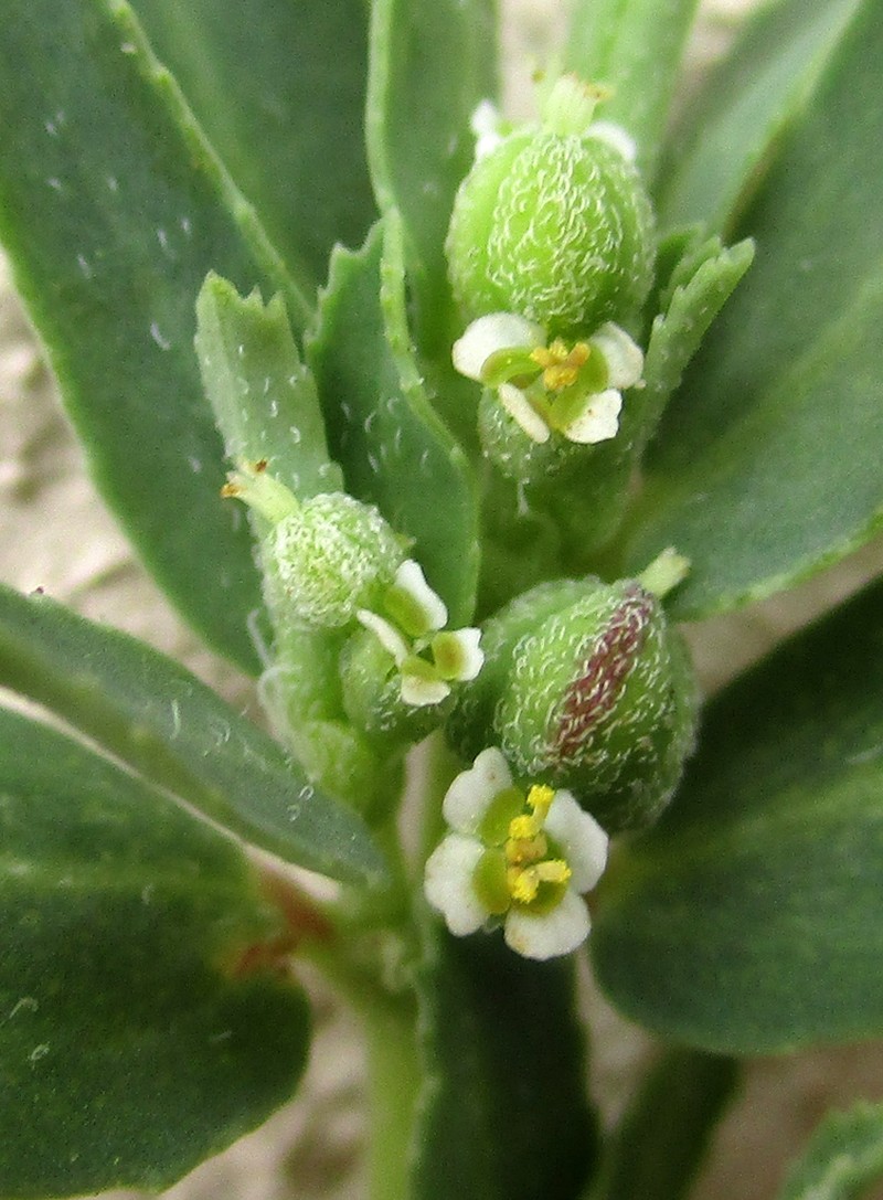 Euphorbia spissiflora photo 5