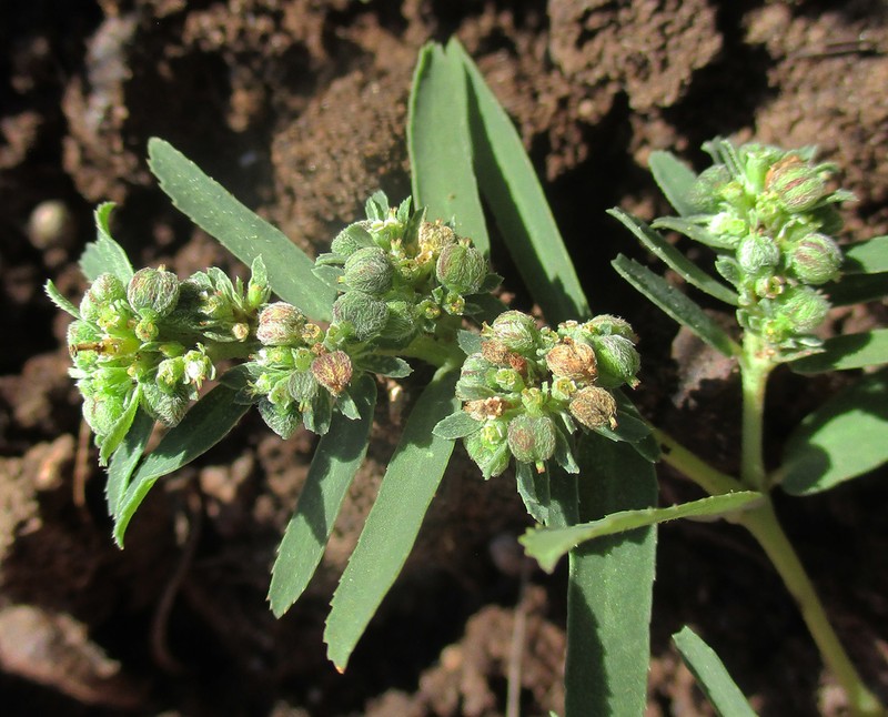 Euphorbia spissiflora photo 6