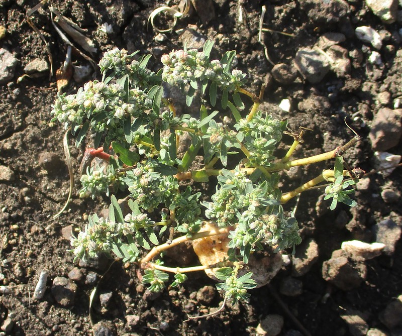 Euphorbia spissiflora photo 7