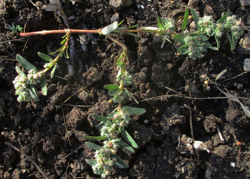 Euphorbia spissiflora photo 8