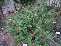 Euphorbia splendens