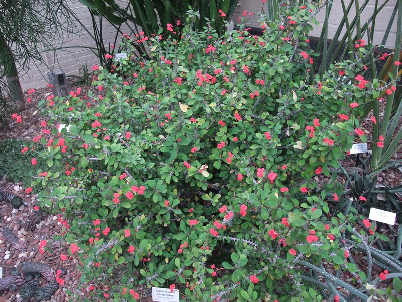 Euphorbia splendens
