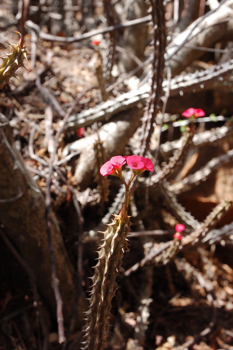 Euphorbia splendens photo 2