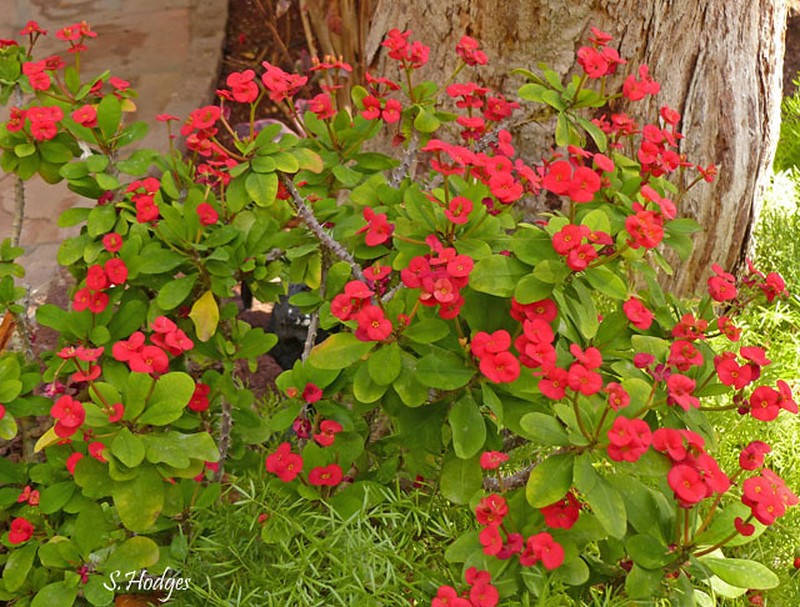 Euphorbia splendens photo 3