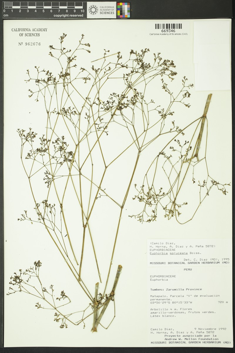 Euphorbia spruceana