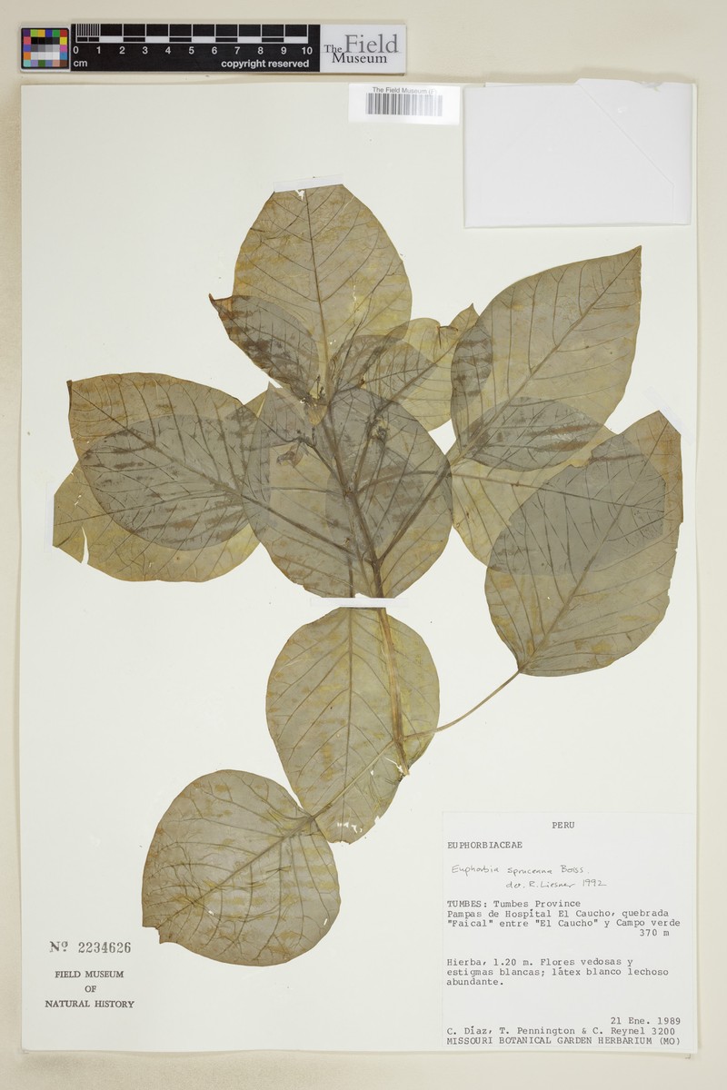 Euphorbia spruceana photo 2