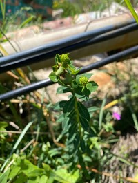 Euphorbia squamigera