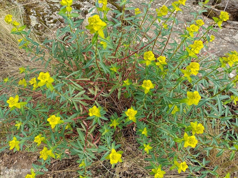 Euphorbia squamigera photo 2