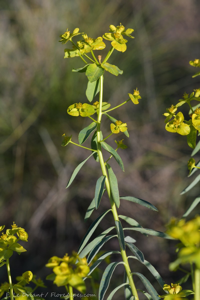 Euphorbia squamigera photo 3
