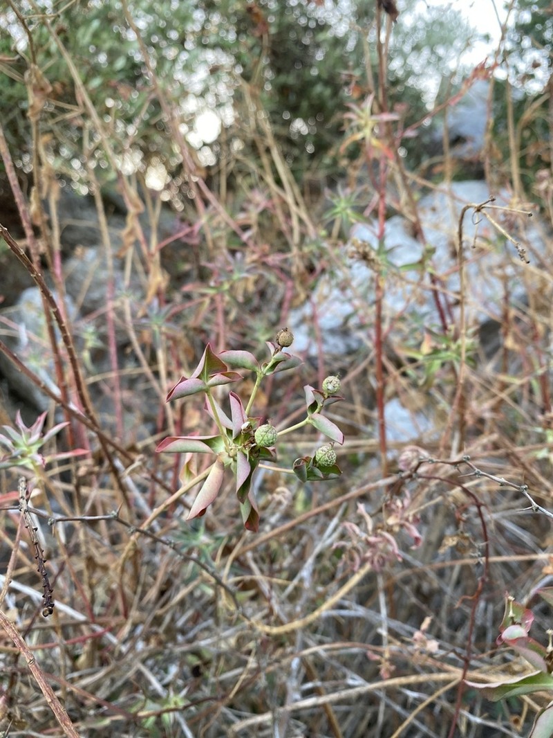 Euphorbia squamigera photo 4