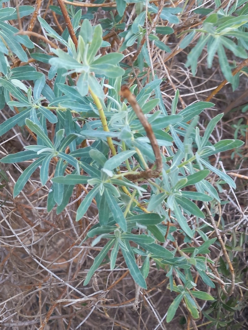 Euphorbia squamigera photo 5
