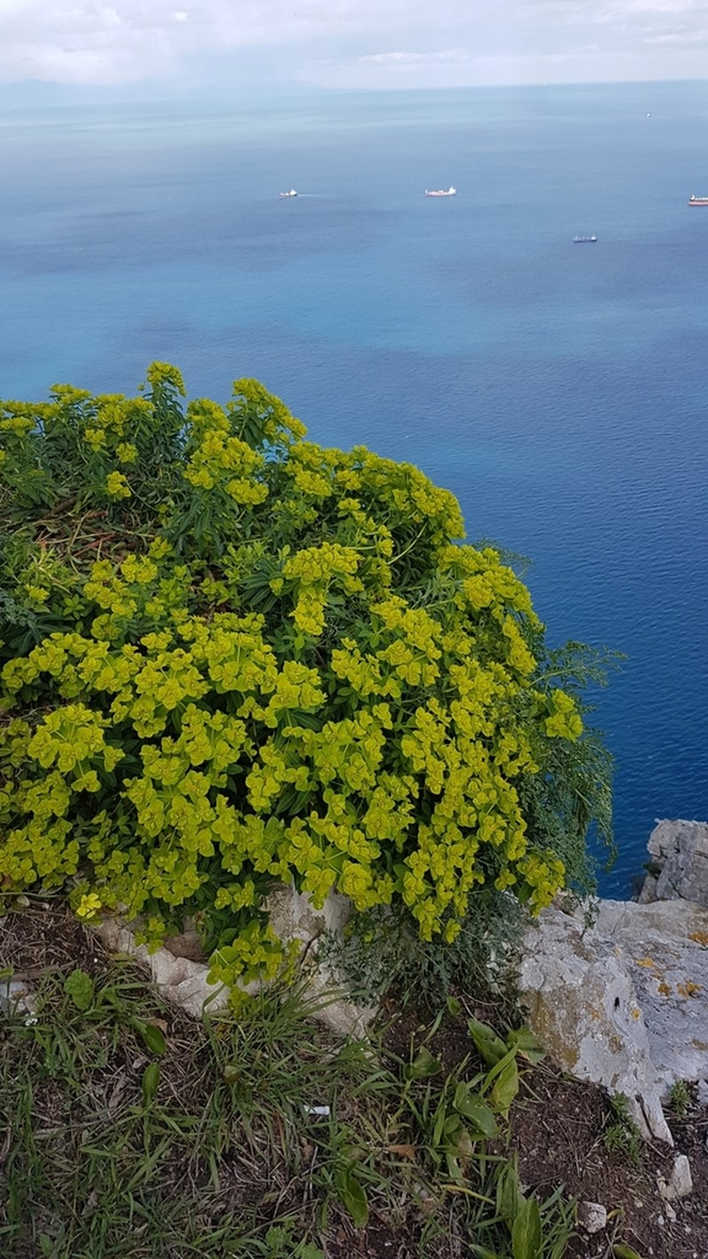 Euphorbia squamigera photo 6