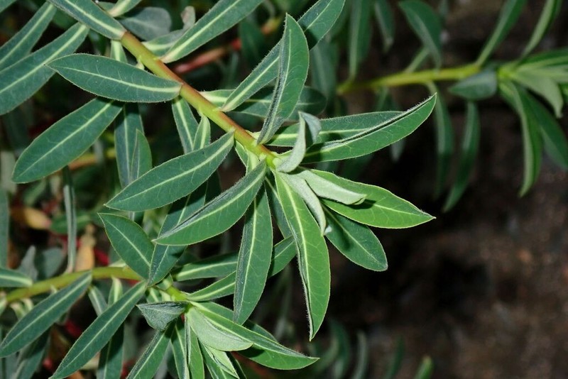 Euphorbia squamigera photo 7