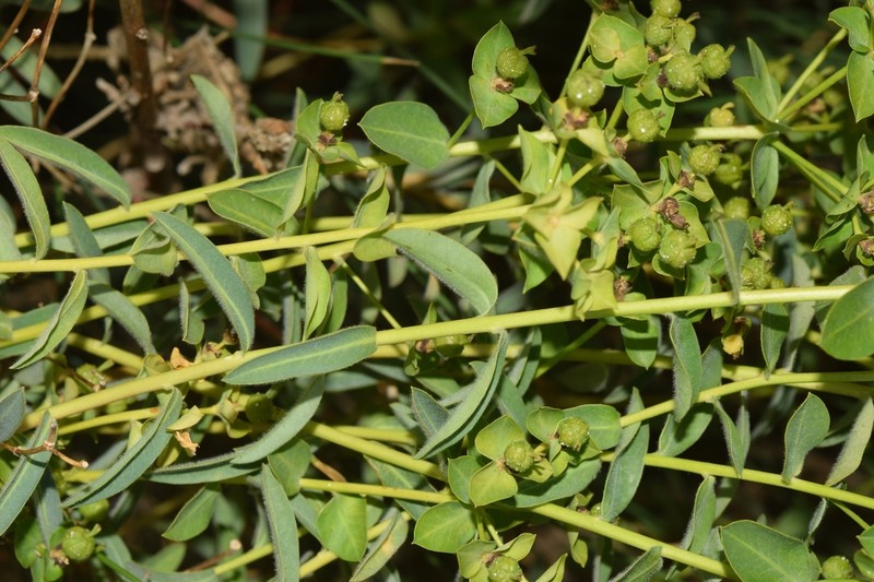 Euphorbia squamigera photo 8