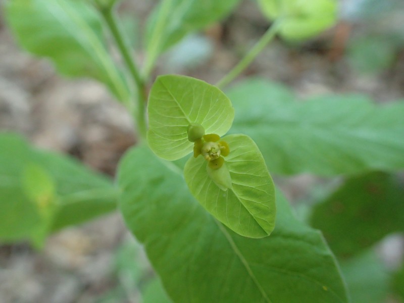 Euphorbia squamosa photo 2