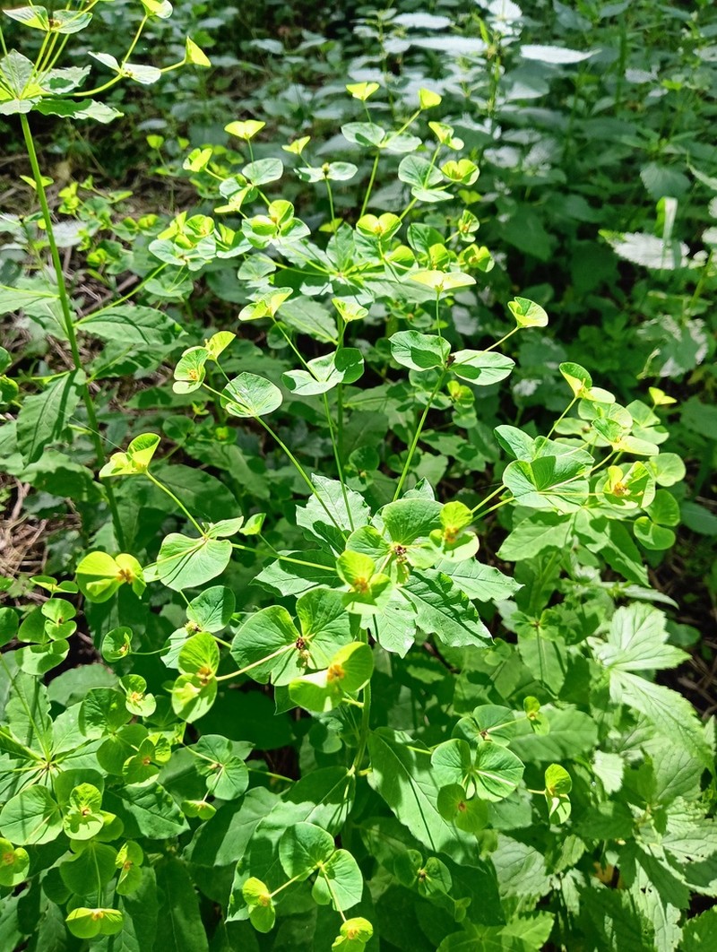 Euphorbia squamosa photo 3
