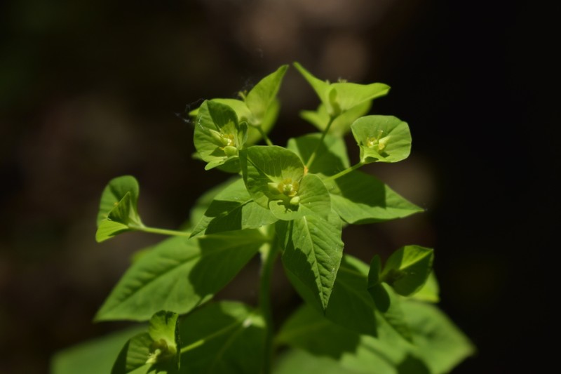 Euphorbia squamosa photo 5