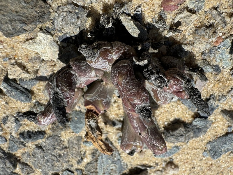 Euphorbia stapelioides photo 2