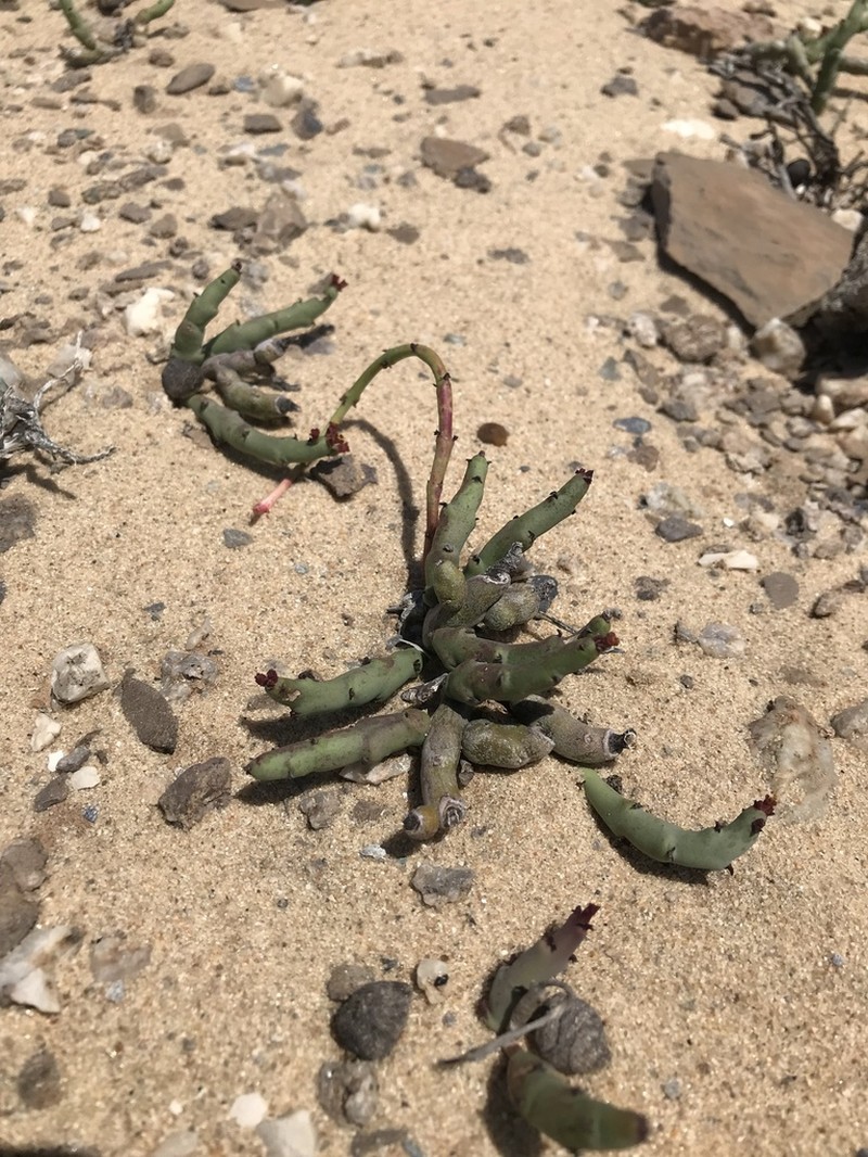Euphorbia stapelioides photo 3