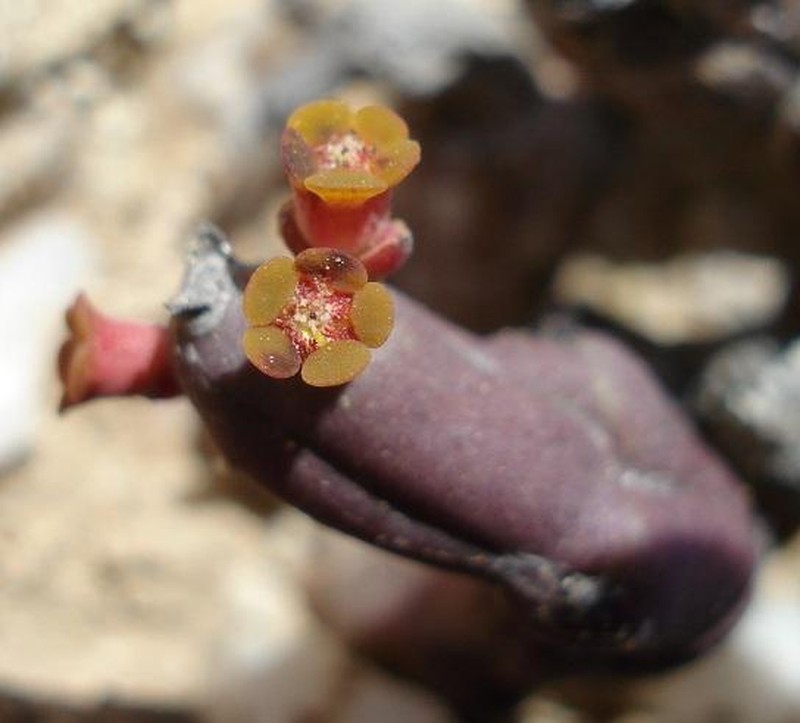 Euphorbia stapelioides photo 5