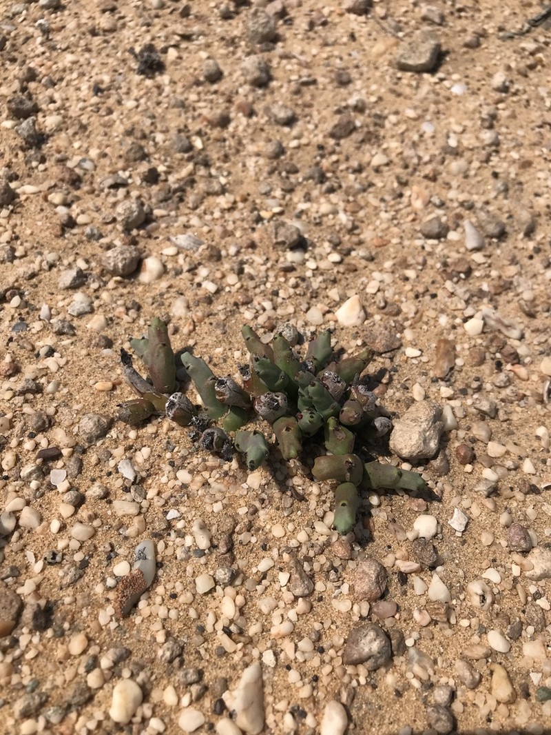 Euphorbia stapelioides photo 6