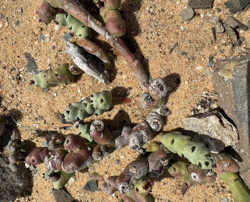 Euphorbia stapelioides photo 7