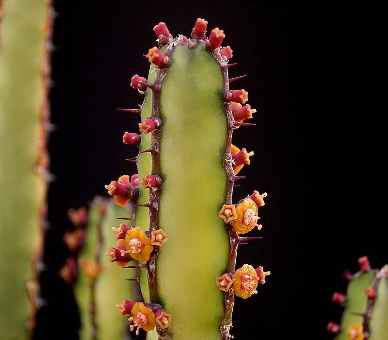 Euphorbia stapfii