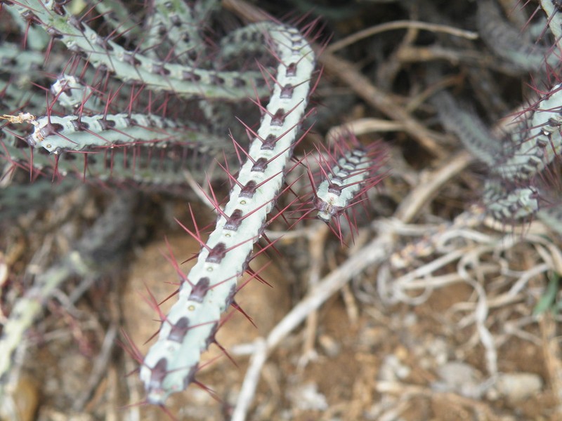 Euphorbia steelpoortensis