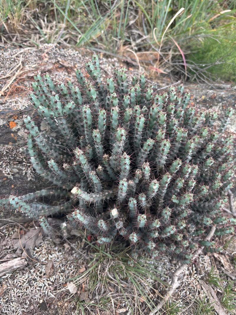 Euphorbia steelpoortensis photo 2