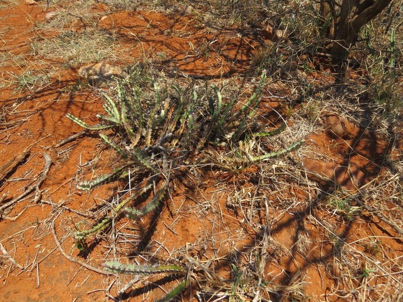 Euphorbia steelpoortensis photo 3
