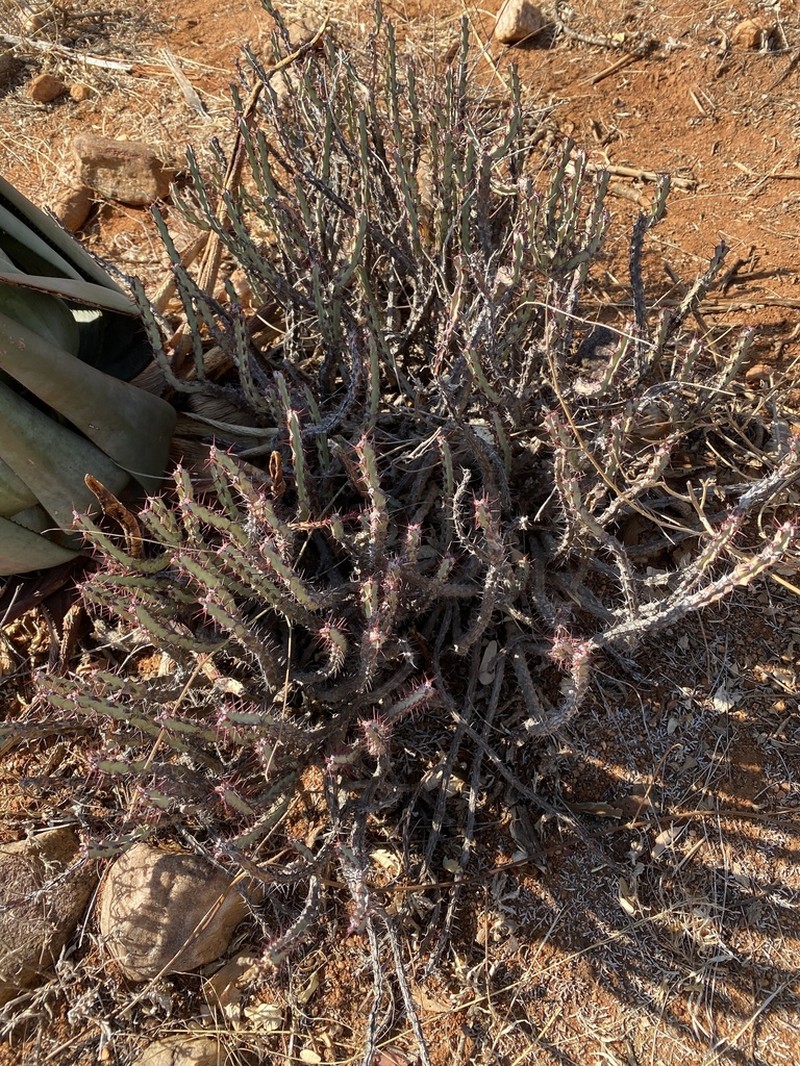 Euphorbia steelpoortensis photo 4