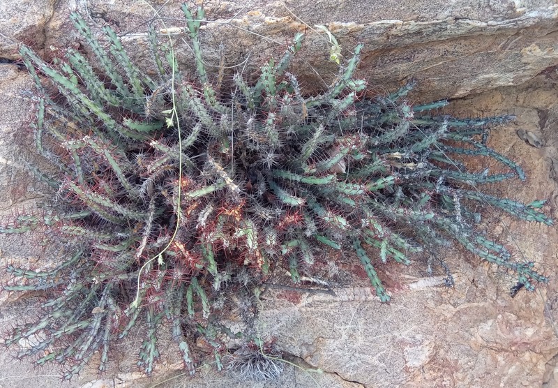 Euphorbia steelpoortensis photo 5