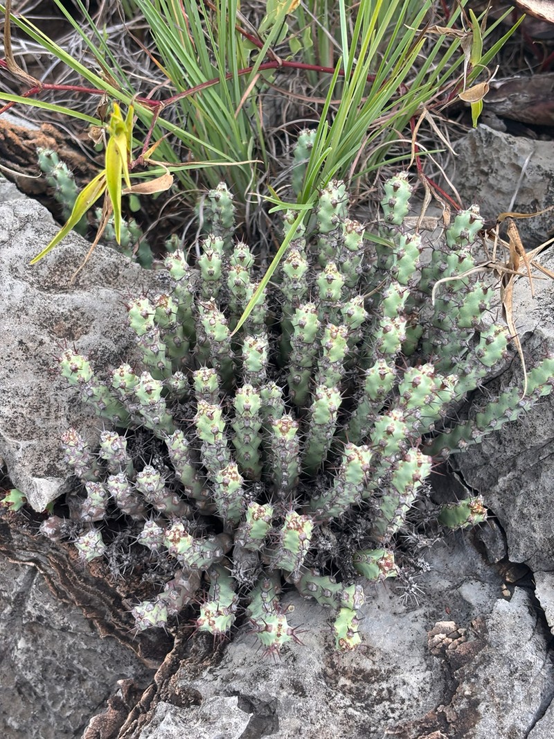 Euphorbia steelpoortensis photo 7