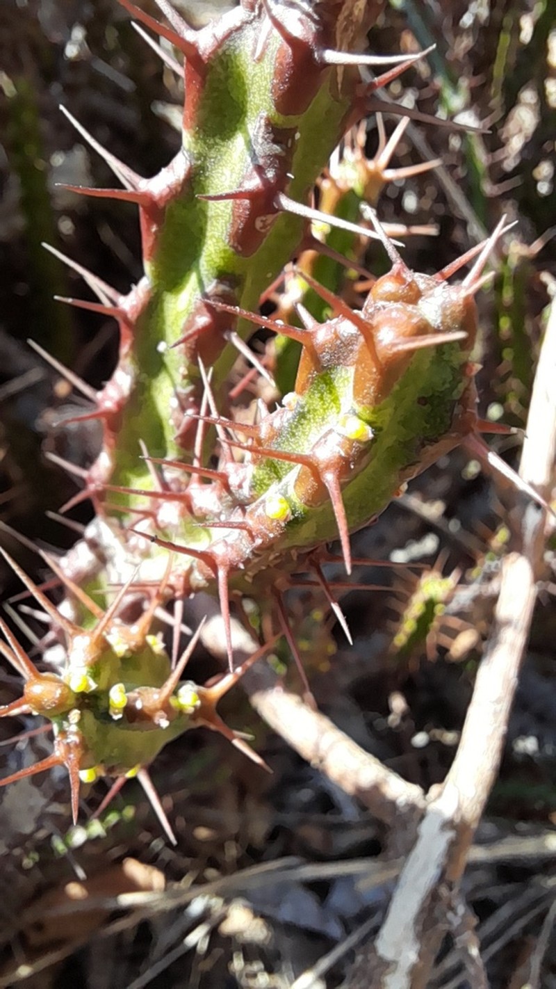 Euphorbia steelpoortensis photo 8