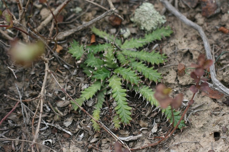 Euphorbia stellata photo 2