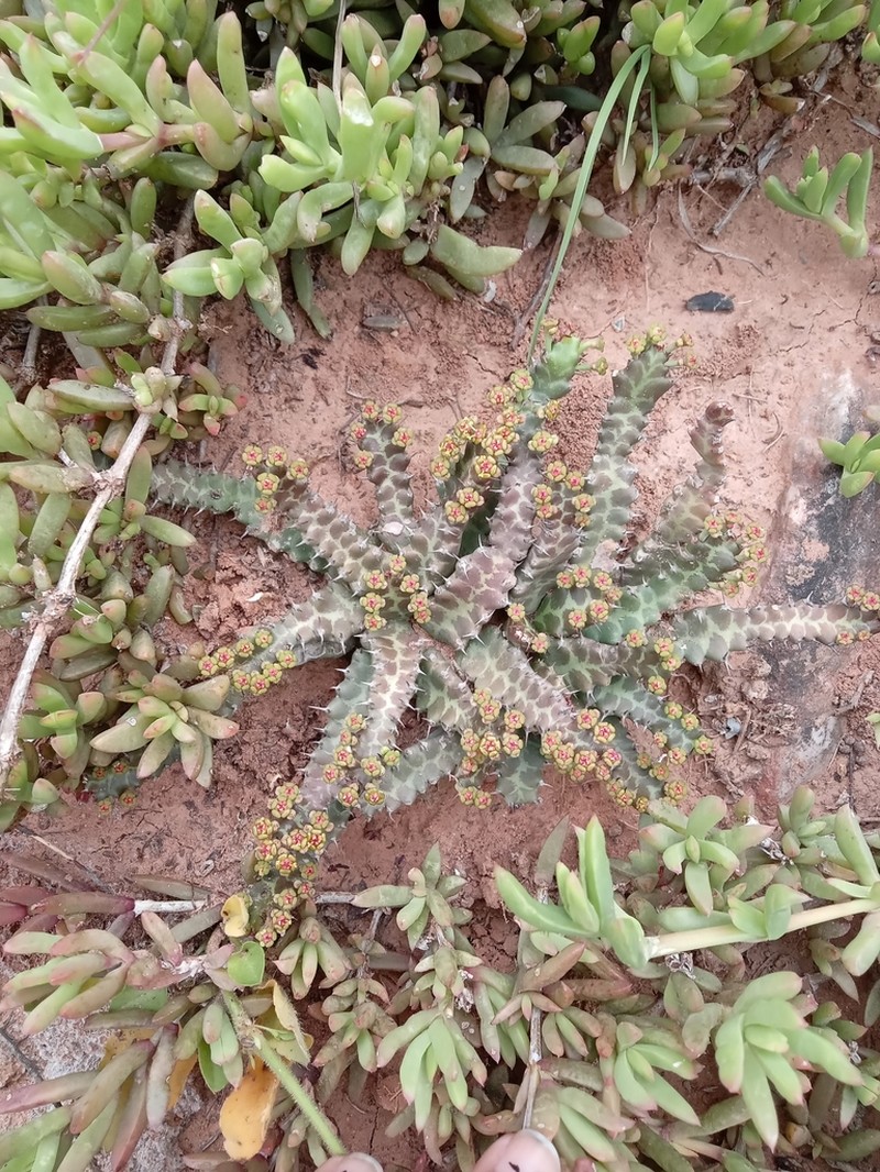 Euphorbia stellata photo 3